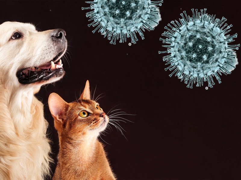 Домашние животные и коронавирус