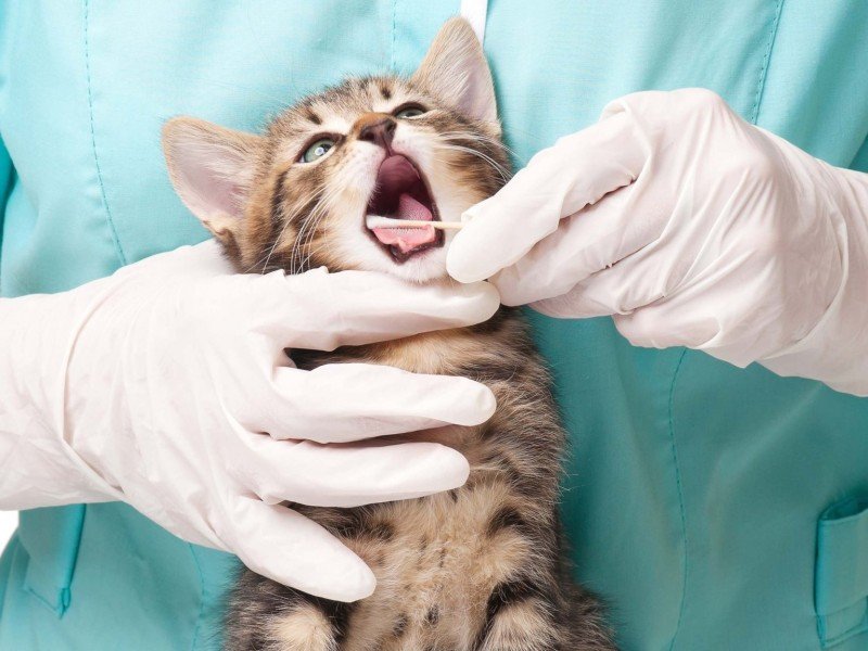 Стоматология для домашних животных