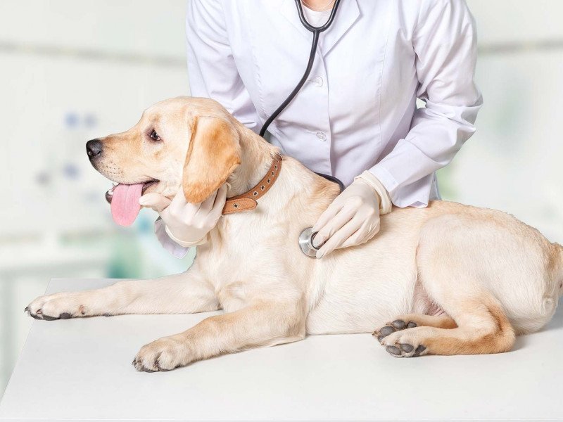 Ветеринарная терапия